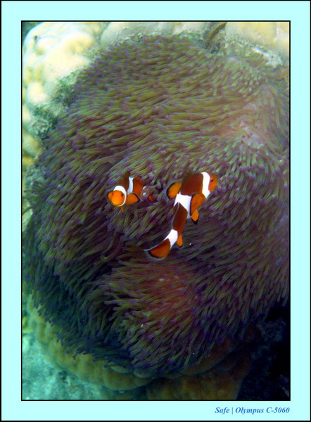 2005 - 08 - Perhentian  - 083.JPG